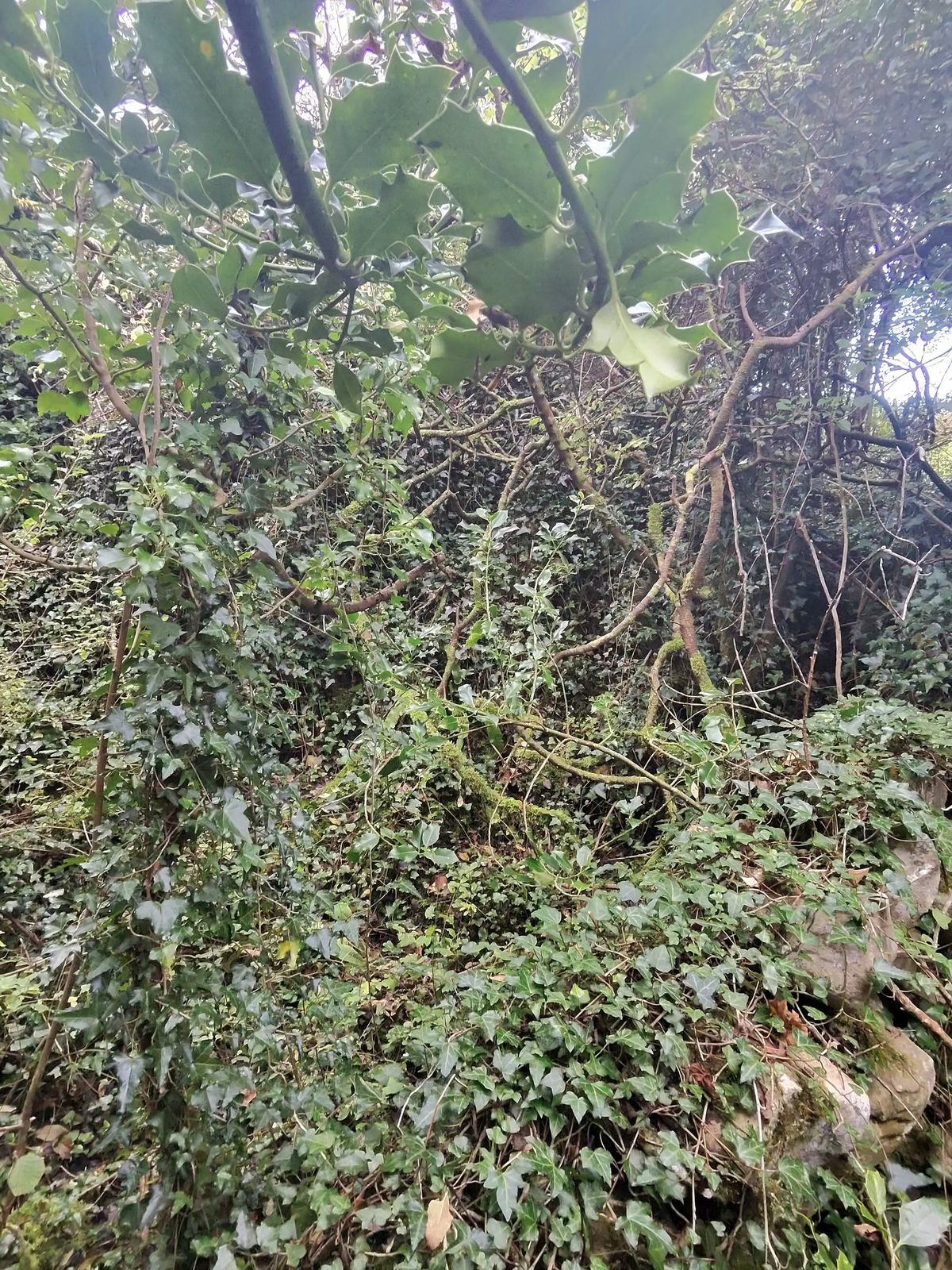 Dense ivy and holly over stones; extent and arrangement not yet recorded.
