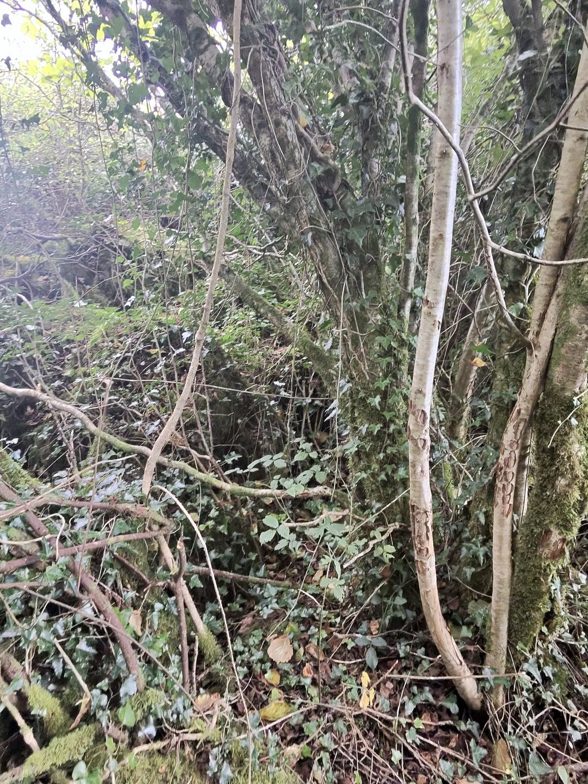 Woodland ground with fallen branches and moss; further scaled photographs required.