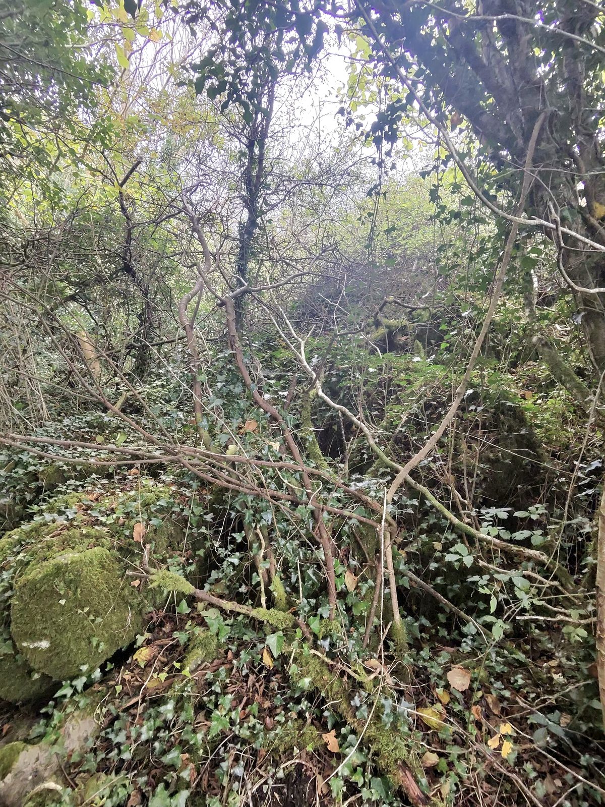 Large moss-covered stone among undergrowth; origin unverified.